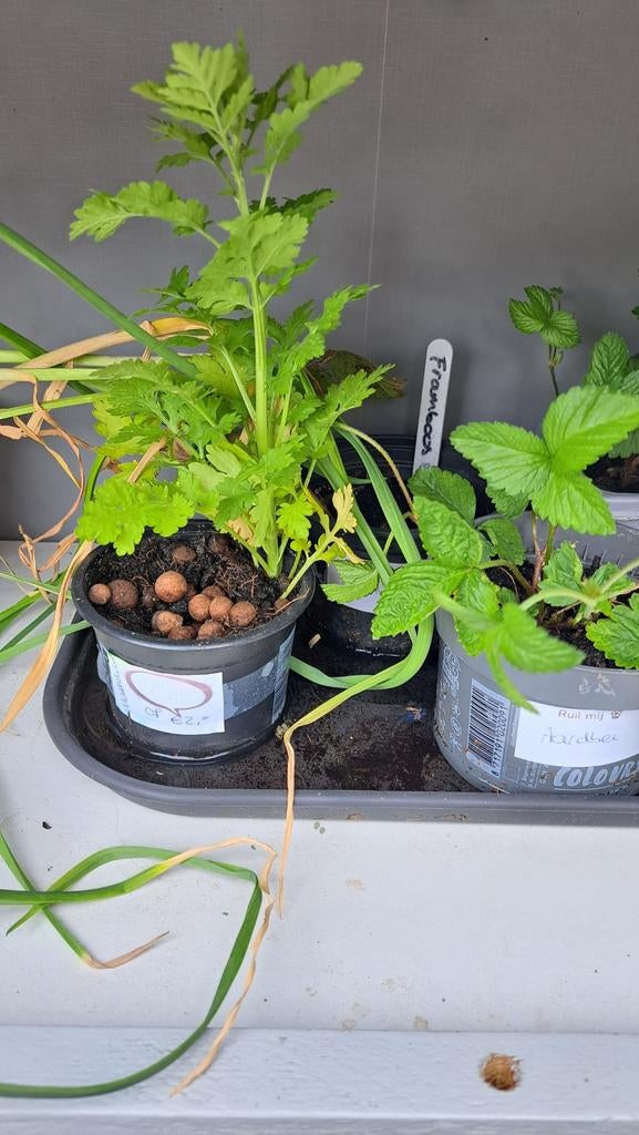 Kerrieplant?, Ophalen, Overige soorten, Volle zon