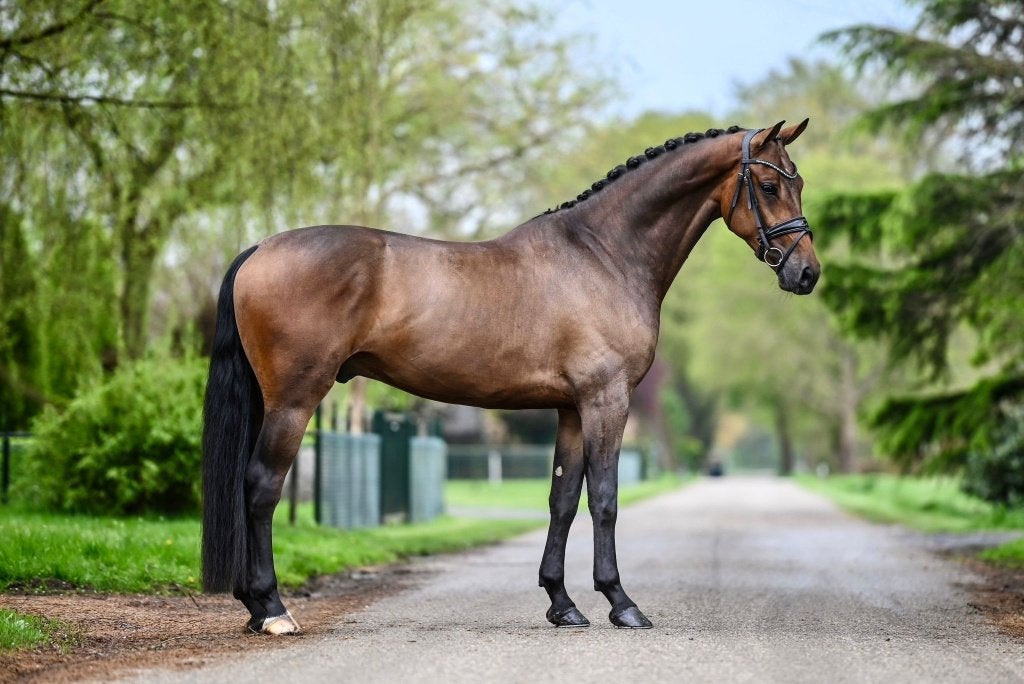 Knappe 6 jarige Expression x Uphill, Dieren en Toebehoren, Met stamboom, Ruin, Dressuurpaard, Zadelmak