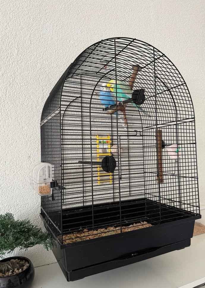 Een prachtig paar papegaaien❤️, Dieren en Toebehoren, Vogels | Hokken en Kooien, Ophalen of Verzenden, Nieuw, Aluminium, Vogelkooi