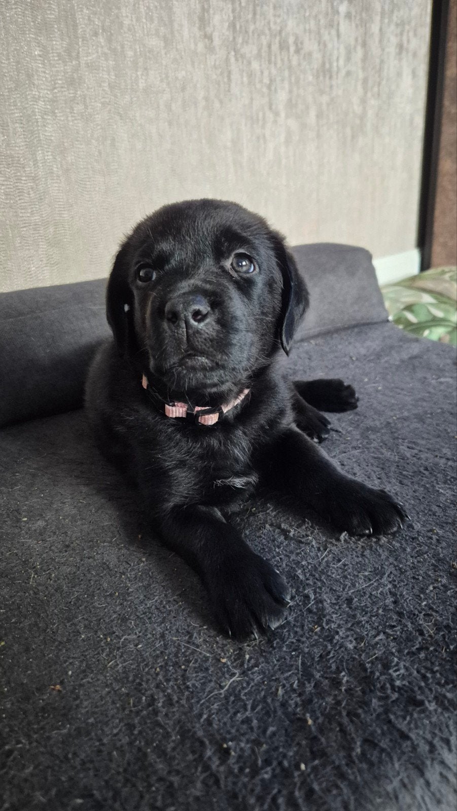 Rottweiler Labrador pups, 8 tot 15 weken, Meerdere, Meerdere dieren, Nederland