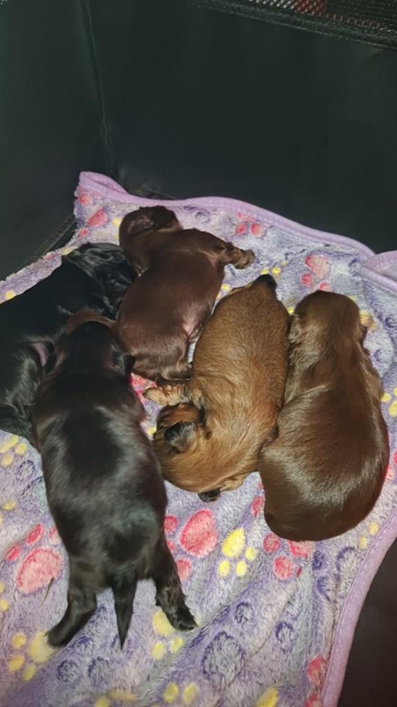 shih tzu pups (NOG 3 REUTJES OVER), Parvo, Overige rassen, 8 tot 15 weken, Meerdere