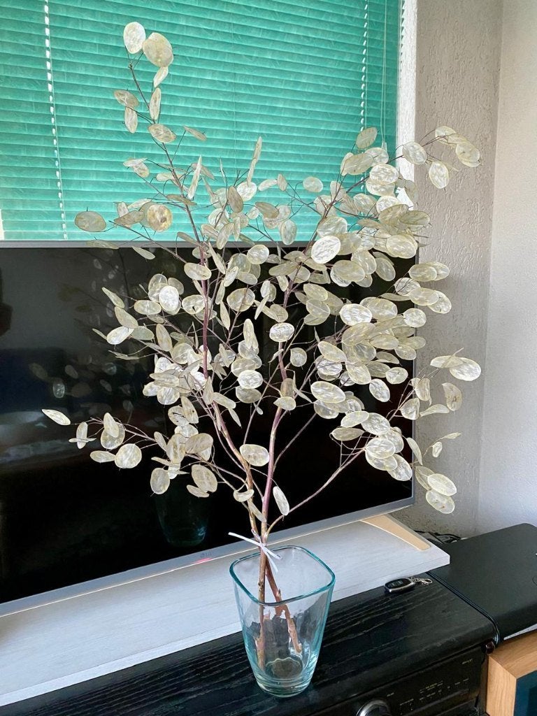 Lunaria gedroogde bloemen, Huis en Inrichting, Ophalen, Nieuw