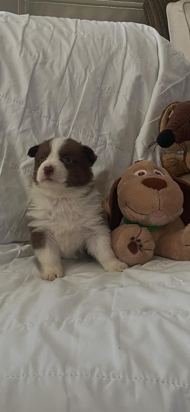 Corgi, Dieren en Toebehoren, België, Particulier, Overige rassen, CDV (hondenziekte)