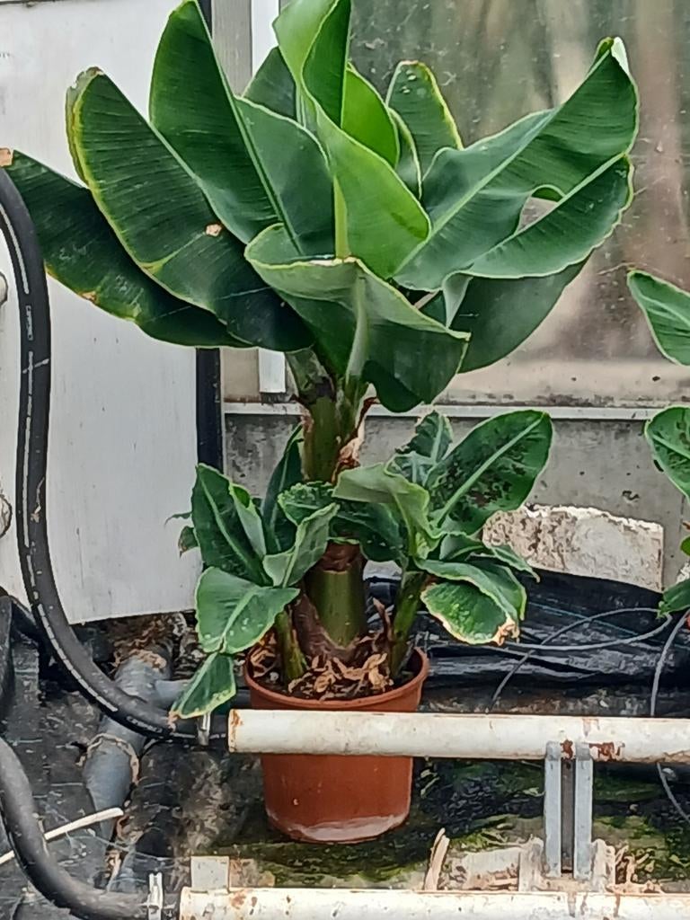 Musa cavendish en oriental dwarf bananenplanten, Tuin en Terras, Volle zon, Vaste plant, Bloeit niet, Ophalen
