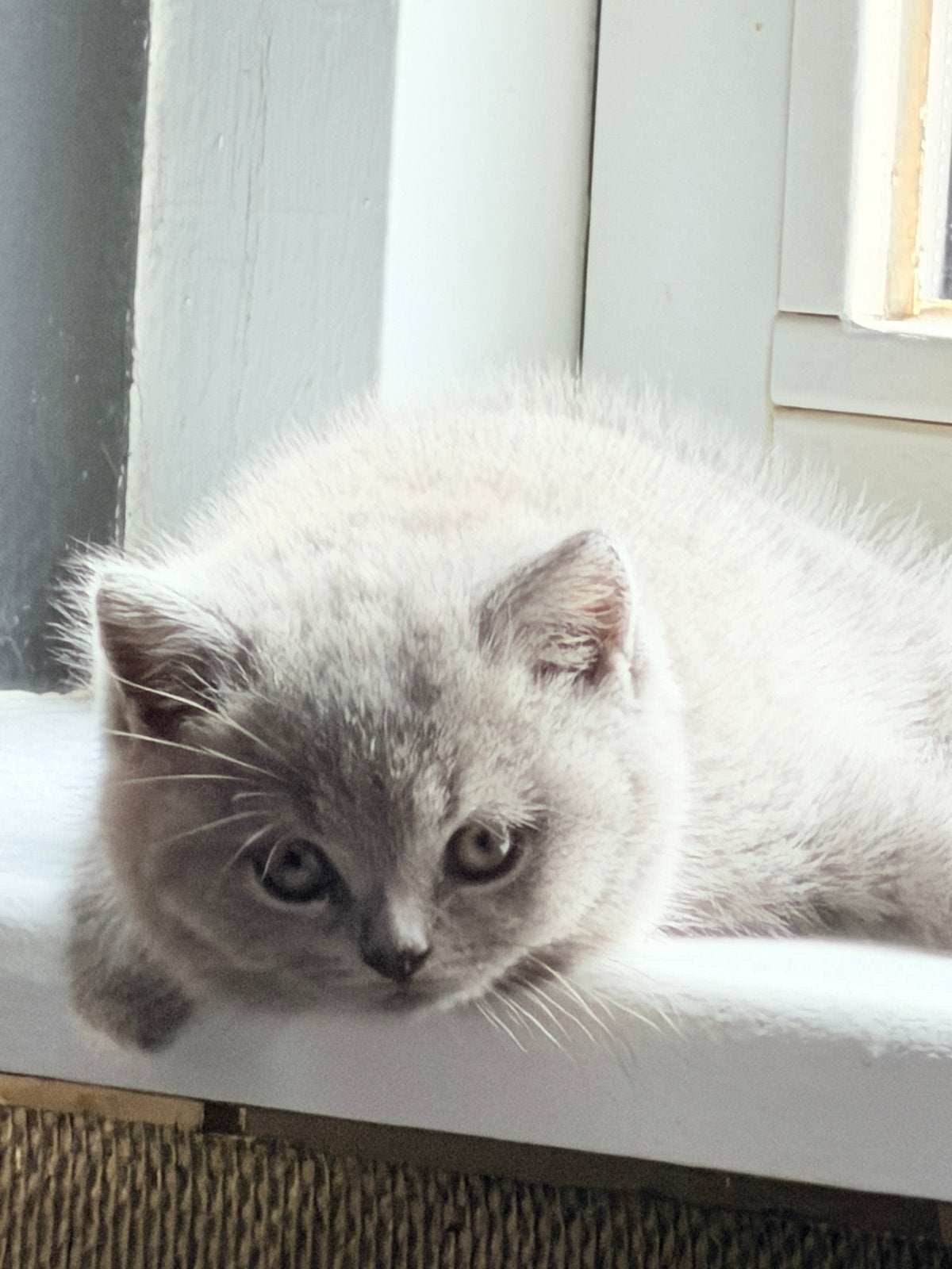 Britse korthaar Kittens, Meerdere dieren, Ontwormd