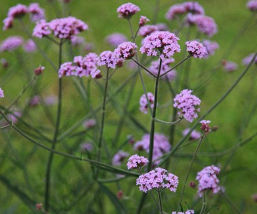 Prachtige biologische paarse Verbena bonariensis (IJzerhard), Tuin en Terras, Ophalen, Overige soorten, Volle zon