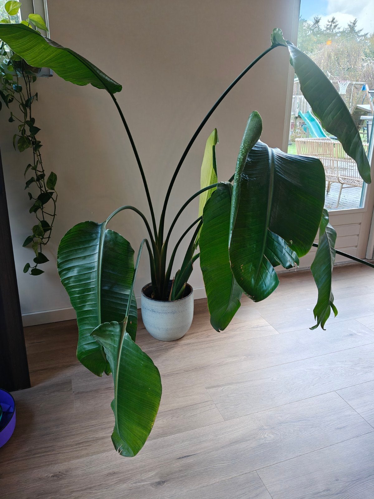Grote Strelitzia Nicolai inclusief pot, Ophalen, Overige soorten, Halfschaduw, In pot