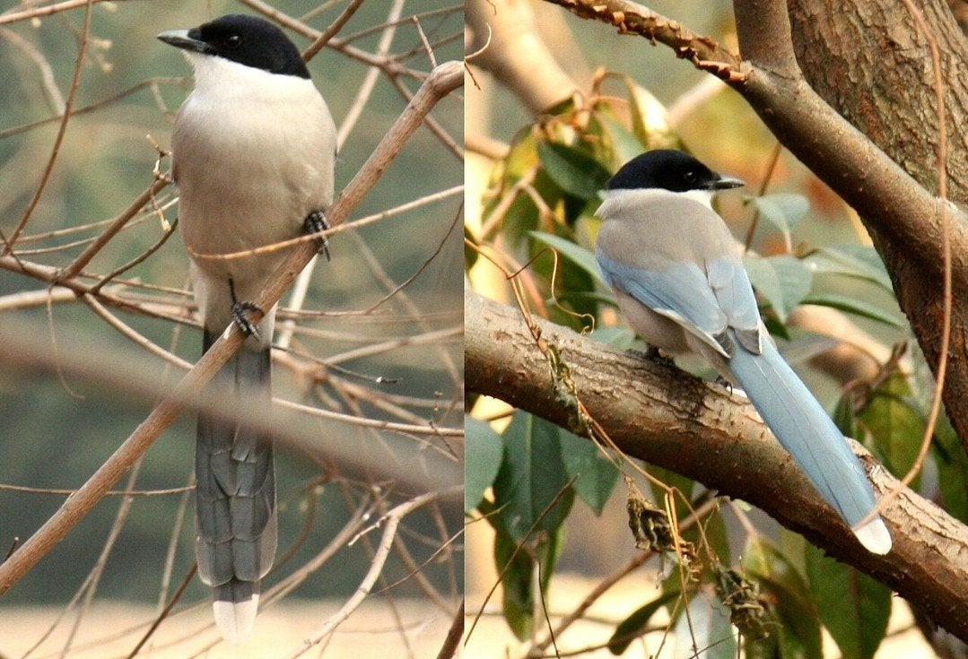 GEZOCHT Aziatische blauwe eksters, Dieren en Toebehoren, Meerdere dieren, Geringd