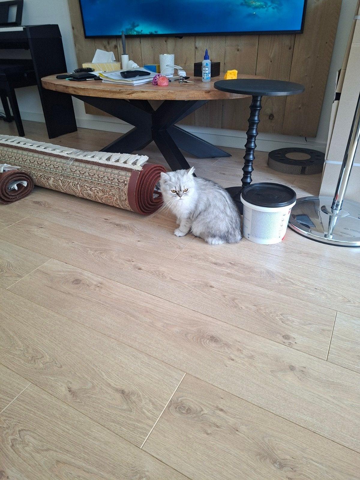 Kitty, Dieren en Toebehoren, Katten en Kittens | Raskatten | Langhaar