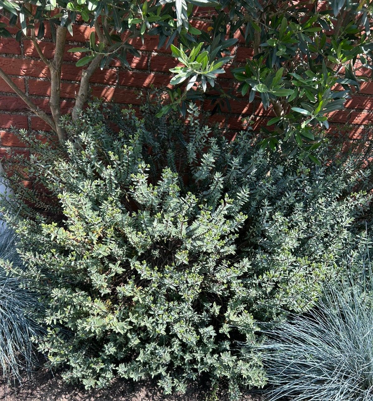 2 mooie vaste winterharde tuinplanten, Tuin en Terras, Planten | Bomen, Overige soorten, Minder dan 100 cm, Zomer, Ophalen