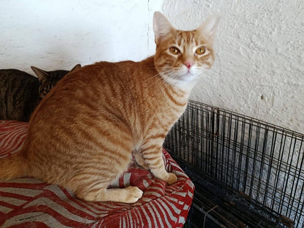 Jarela, Simba, vrl. 06-'03-2025 afgestaan, Poes, Kortharig, 0 tot 2 jaar