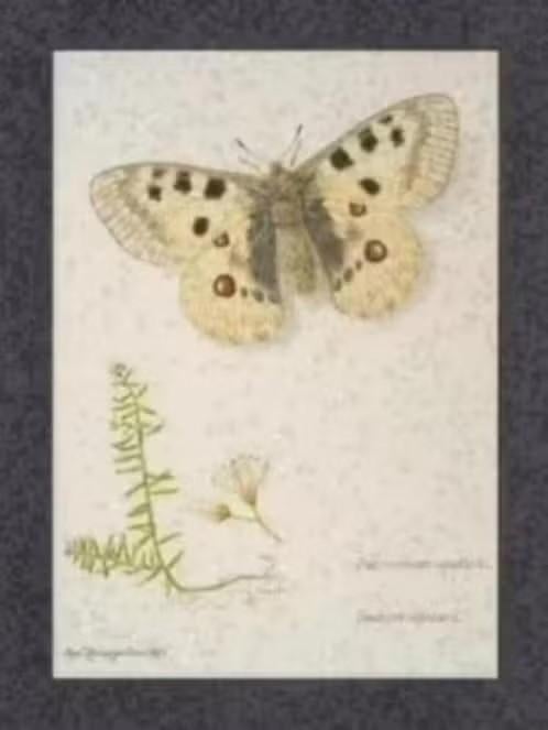 Vlinderkaart Vlinder en Plant (7)., Ophalen of Verzenden, Ongelopen, Overige soorten