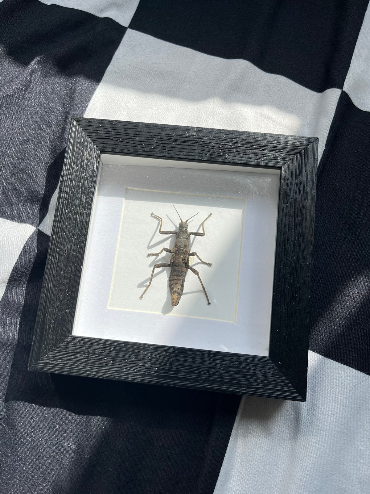 Ingelijst insect: Wandelende tak, Ophalen of Verzenden, Gebruikt, Insect, Opgezet dier