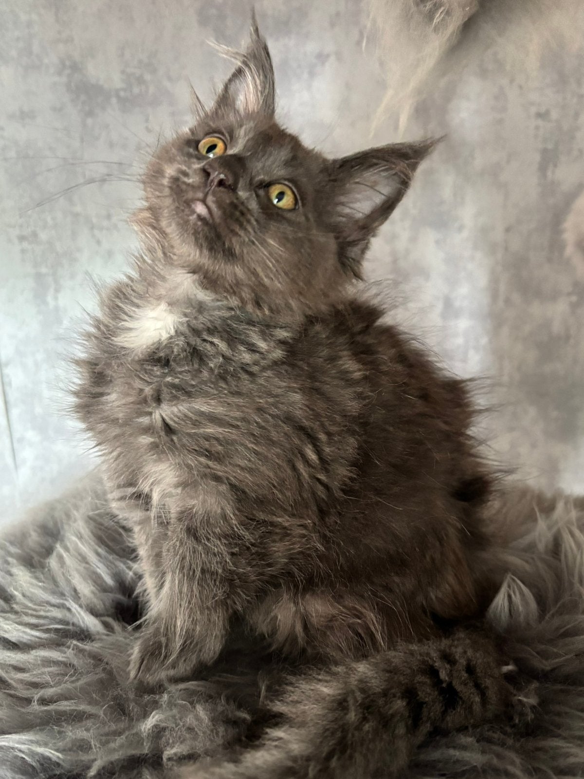 Nog twee Mooie Maine Coon kittens met stamb, geteste ouders, Dieren en Toebehoren, Katten en Kittens | Raskatten | Langhaar, Meerdere dieren