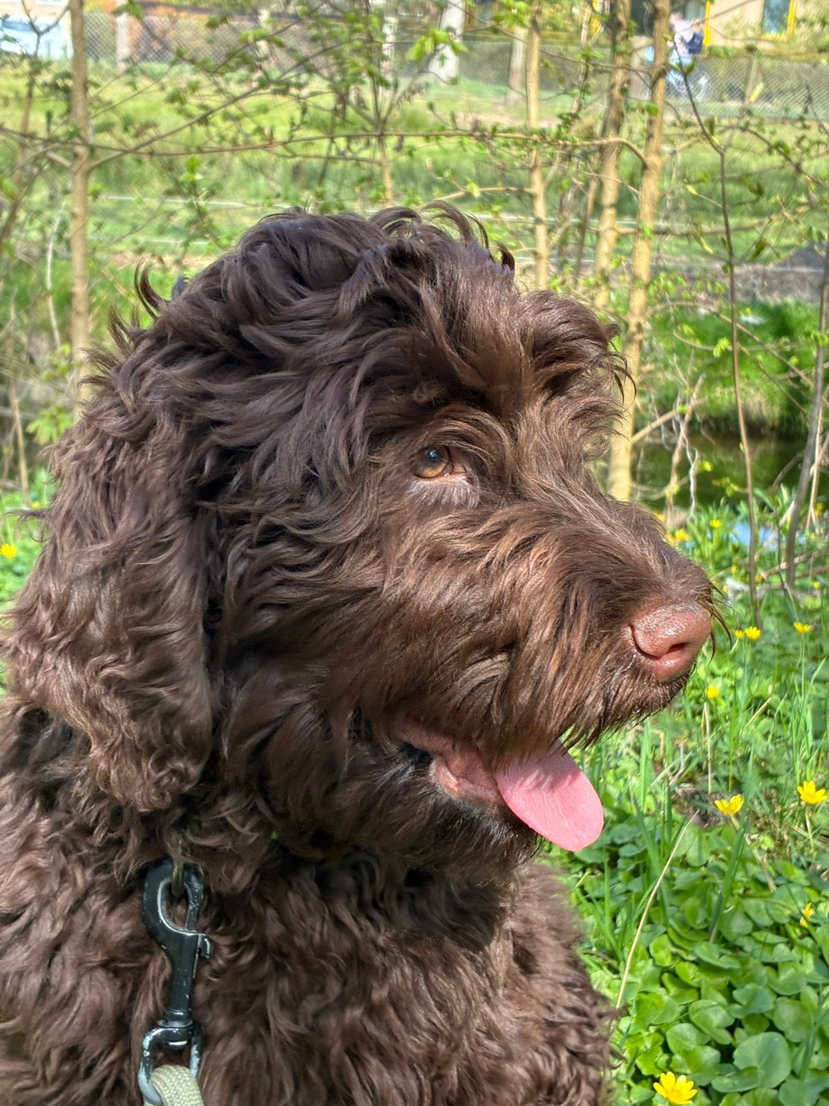 𝒈𝒂𝒔𝒕𝒈𝒆𝒛𝒊𝒏 𝒈𝒆𝒛𝒐𝒄𝒉𝒕 ‍, CDV (hondenziekte), 1 tot 2 jaar, Teef, Eén hond
