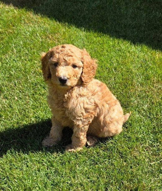labradoodle pups kleine maat reutjes F3 blond en abrikoos, Parvo, Overige rassen, 8 tot 15 weken, Meerdere