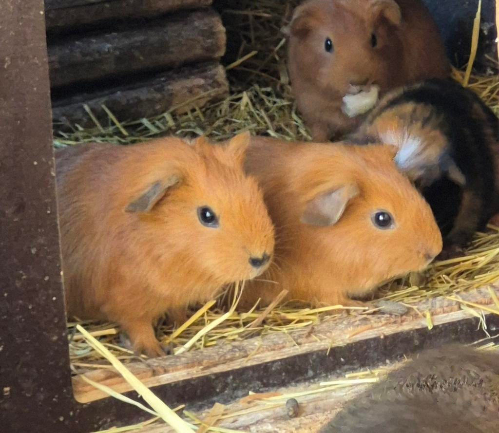 4 bruine jonge cavia's.  2 zeugjes en 2 beertjes., Dieren en Toebehoren, Knaagdieren, Maart, Meerdere dieren, Cavia