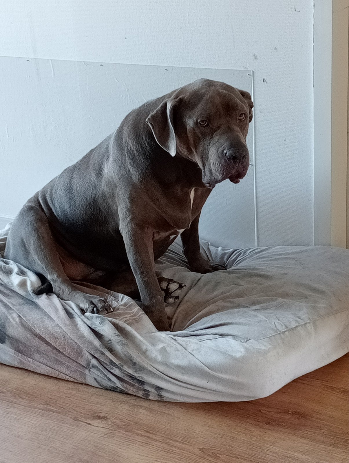 American Bully xl., Dieren en Toebehoren, 6 jaar of ouder, Teef, Eén hond, Nederland