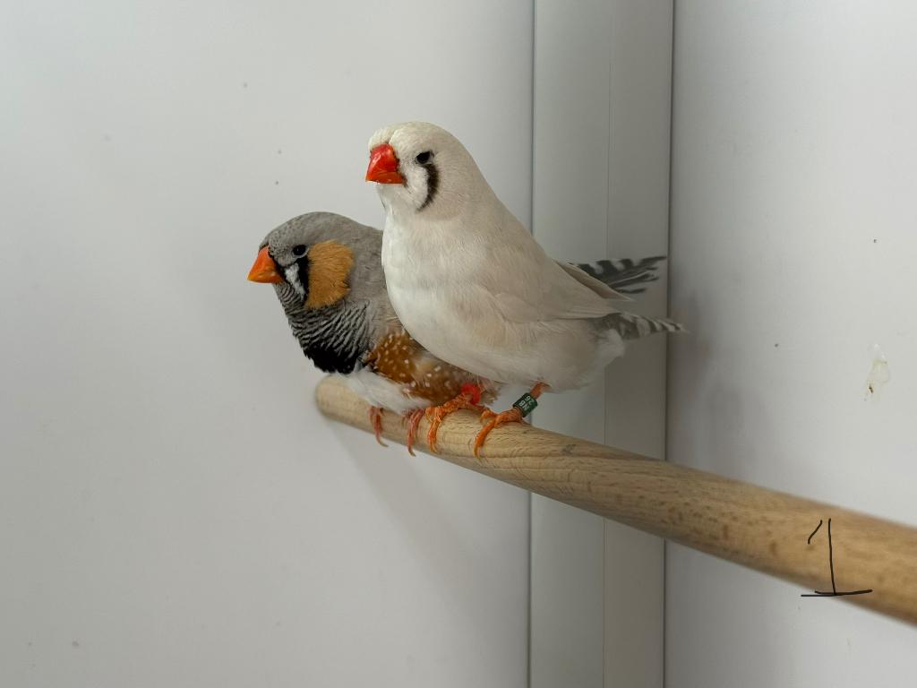 Zebravinken diverse koppels maskergrijs / bleekrug grijs, Ophalen, Zo goed als nieuw, Overige typen
