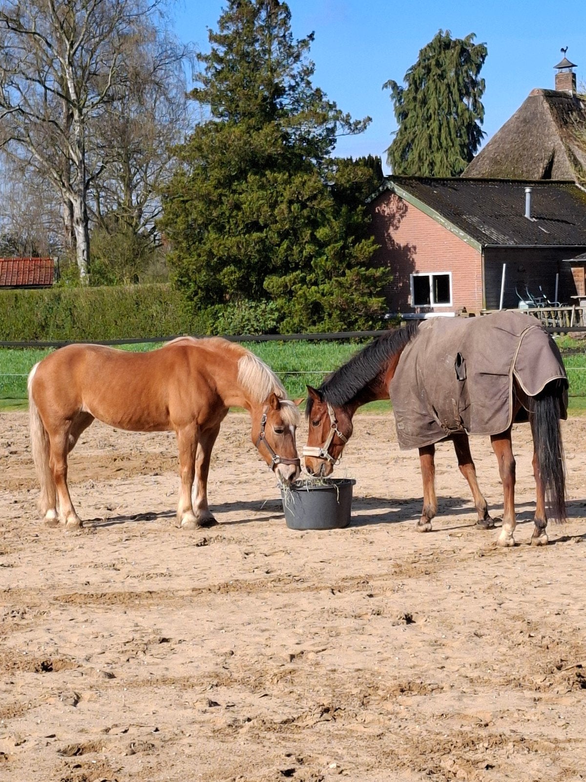 All-round New Forrest E-pony ruin 14 jaar, Ruin, Recreatiepaard, 11 jaar of ouder