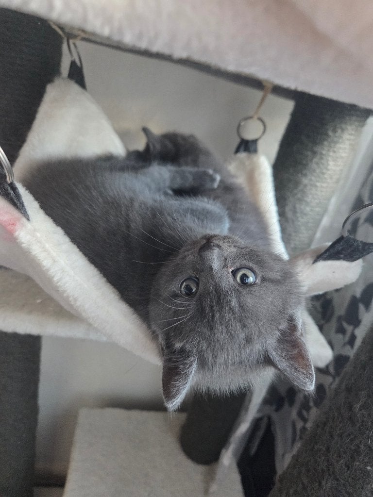 Britse korthaar kittens, Meerdere dieren, Ontwormd, 0 tot 2 jaar