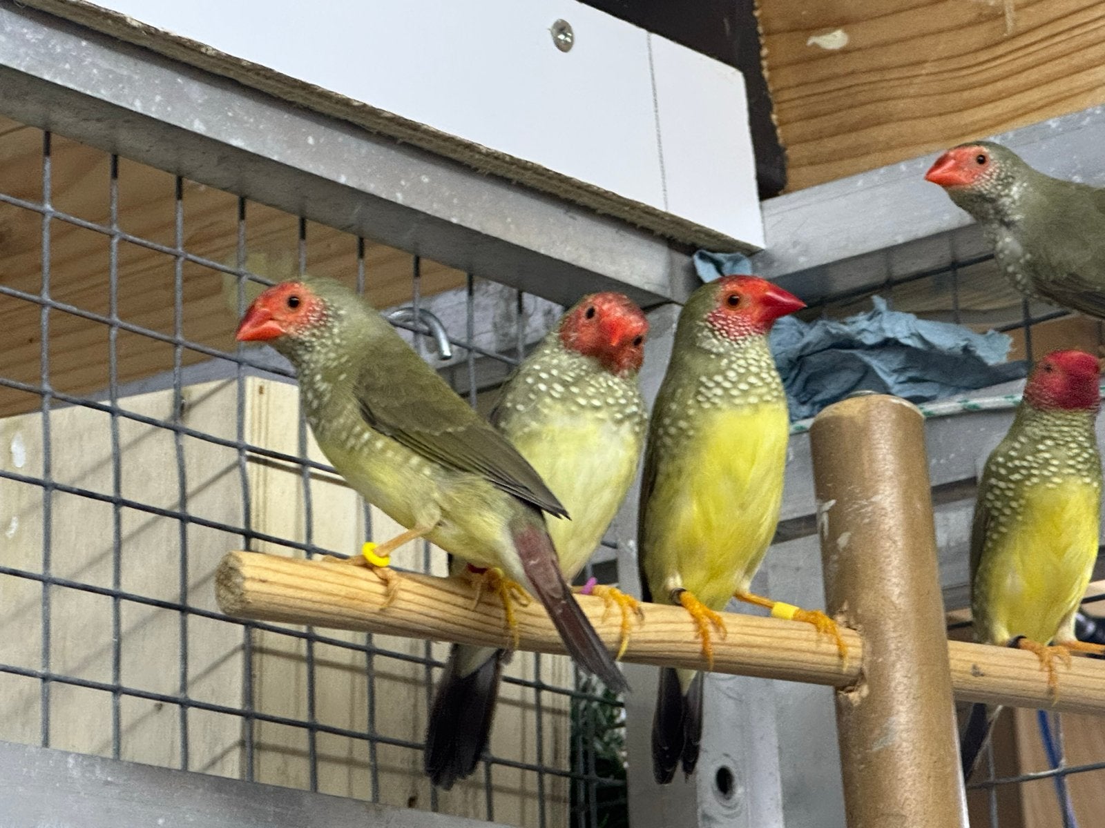 Binsen astrildes, 2 koppels en een pop, Dieren en Toebehoren, Vogels | Overige Vogels, Meerdere dieren