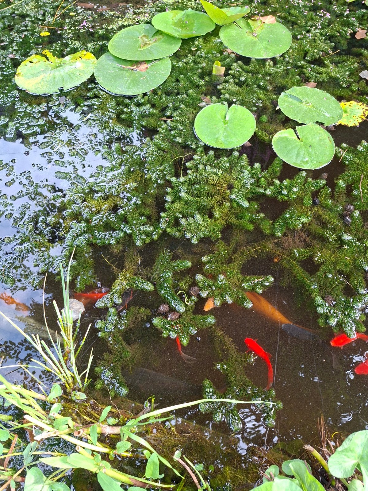zuurstof planten, Ophalen, Nieuw