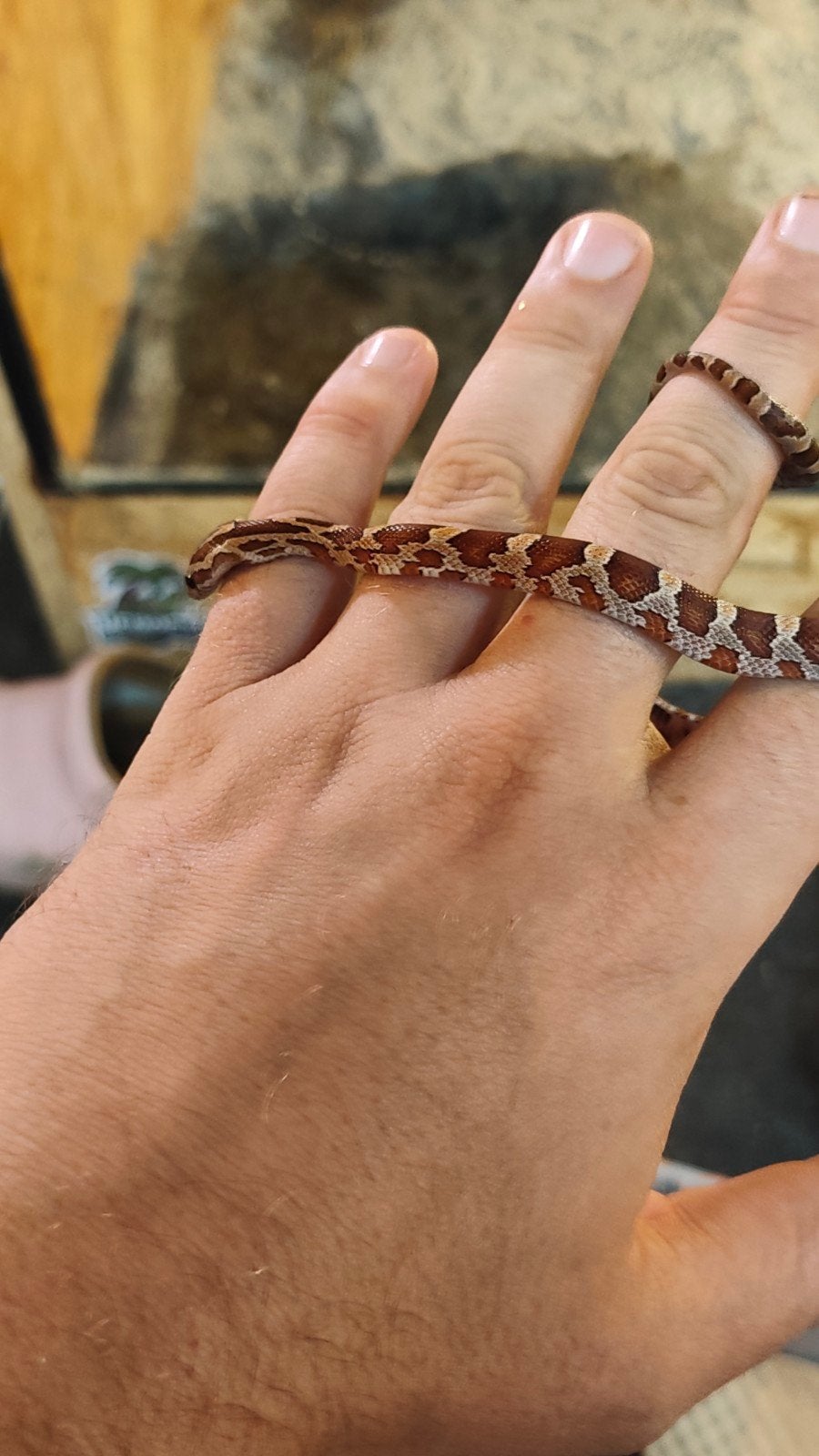 Rode rattenslang, juni 2026 Corn Snake photo 6