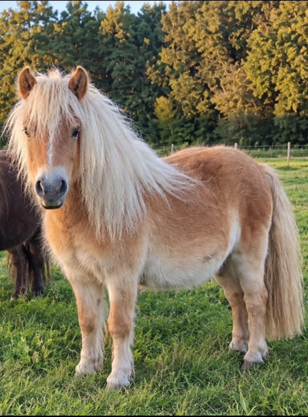 goed te huis gezocht voor lieve shetlander, Merrie, A pony (tot 1.17m), 11 jaar of ouder