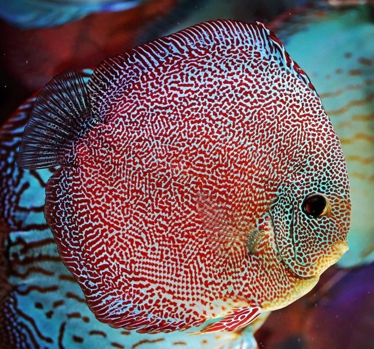 Discus Super Pantera Leopard ca 12 cm- koidream Valburg, Dieren en Toebehoren, Vissen | Aquariumvissen, Vis, Zoetwatervis