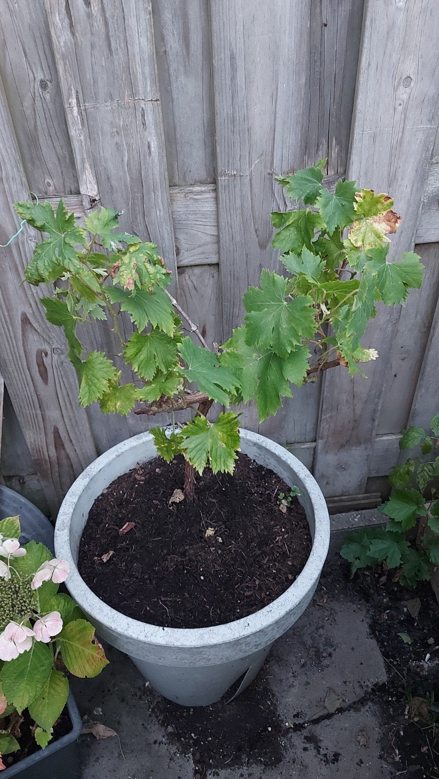 Biologische Druivenplant Vitis Crimson, Ophalen, Lente