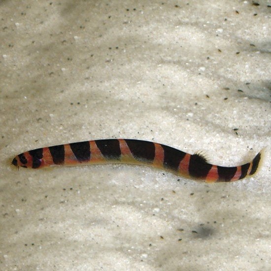Modderkruiper - leuk en nuttig visje voor je aquarium, Vis, Zoetwatervis