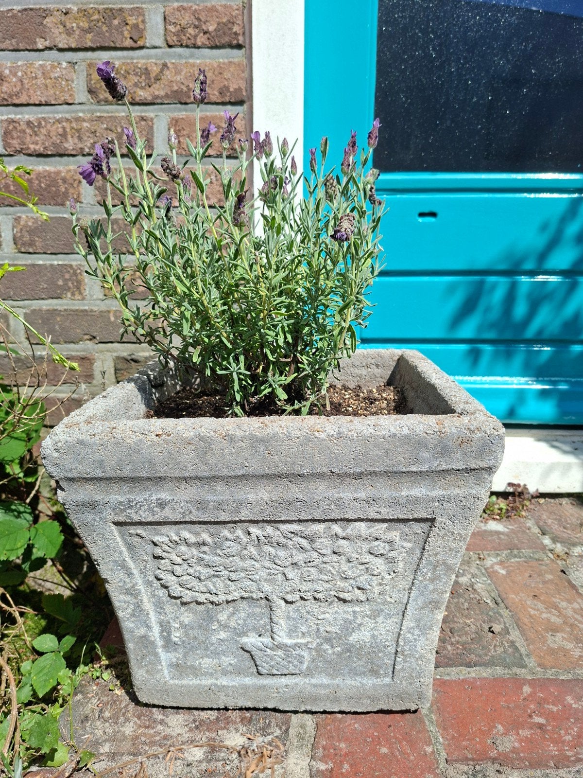 Betonnen plantenbak met lavendel, Tuin en Terras, Ophalen, Minder dan 30 cm, Vierkant, Balkon