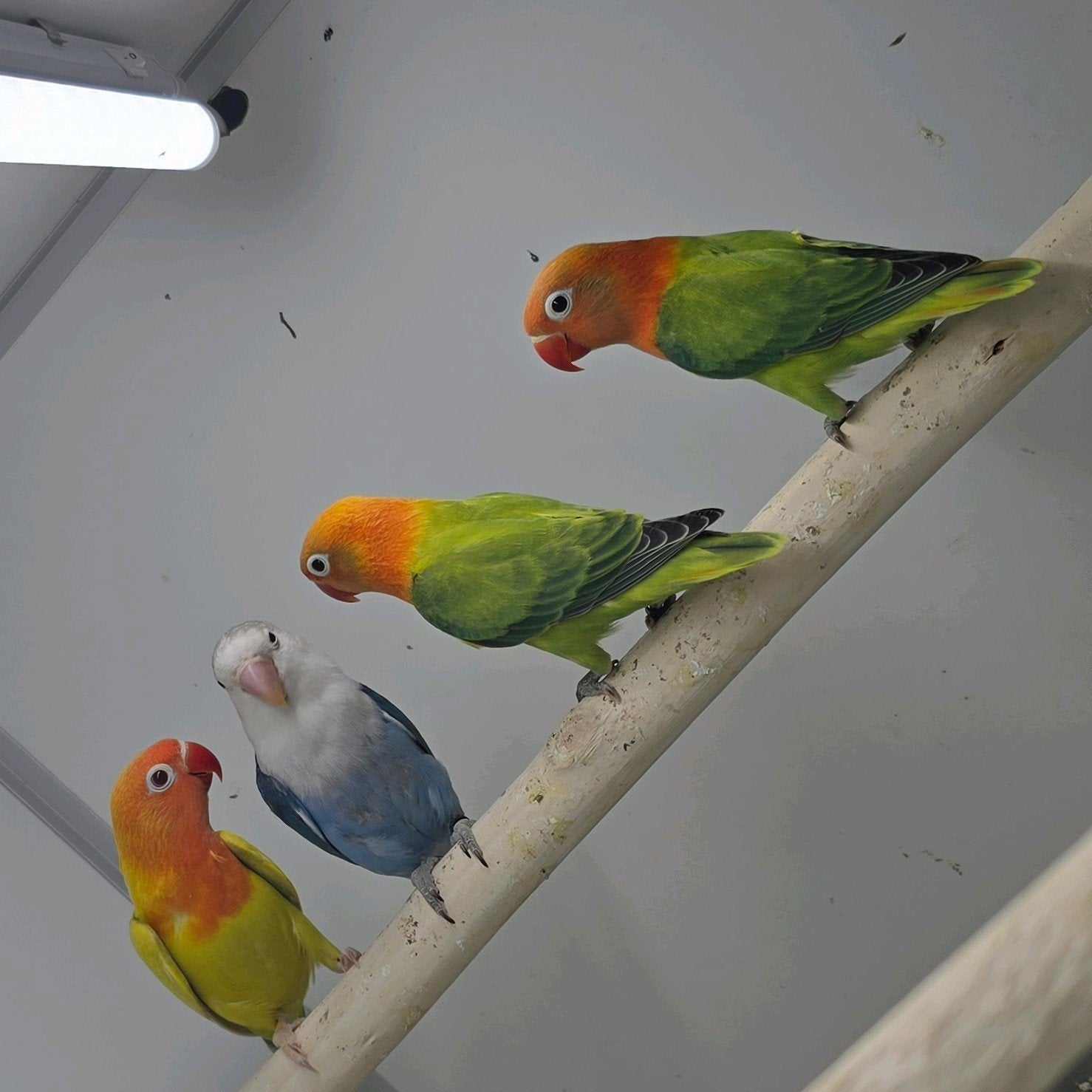 Agapornis fischeri opaline pale fallow, Meerdere dieren, Dwergpapegaai of Agapornis, Geringd