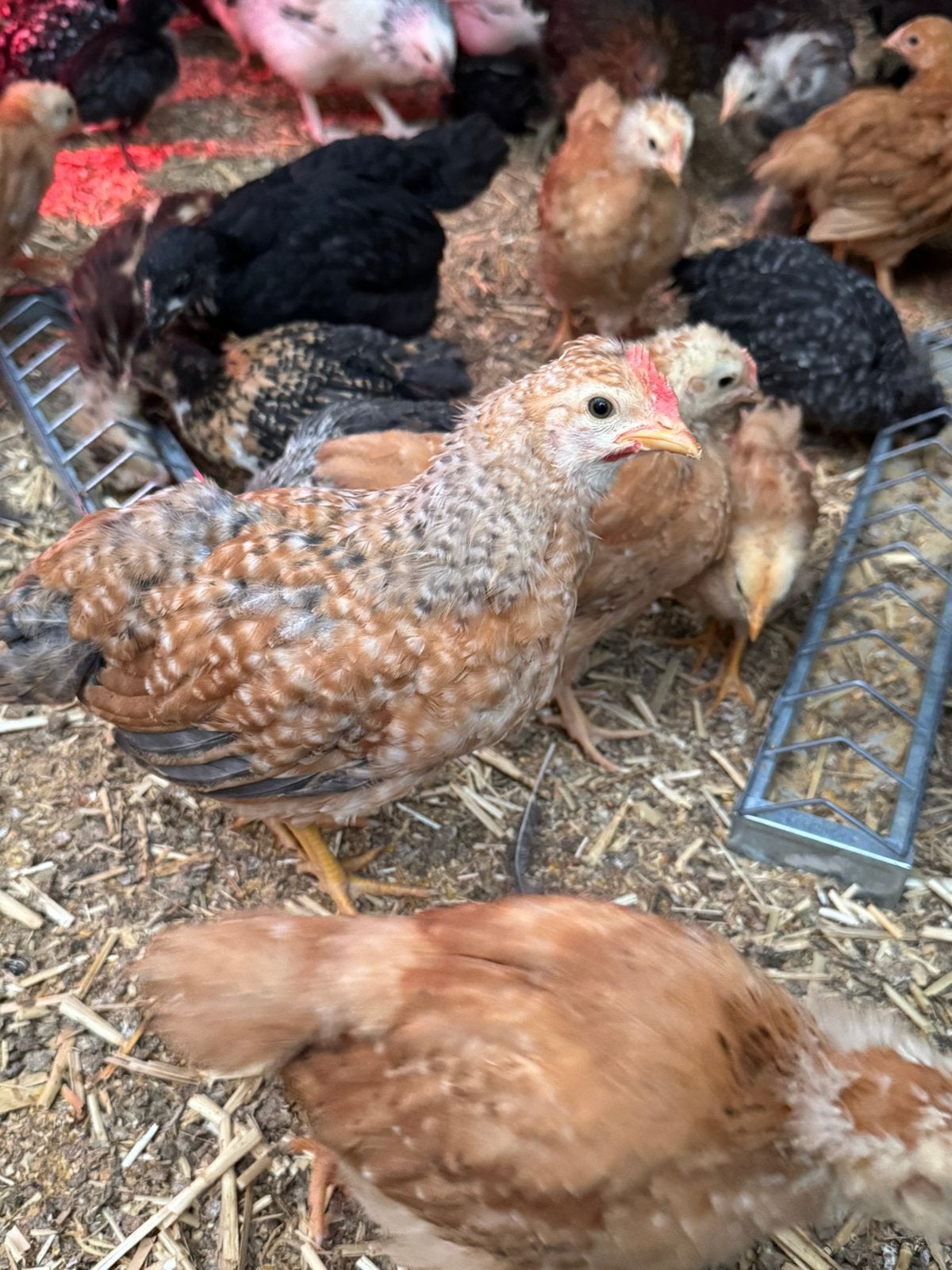 Hele mooie jonge ras-haantjes te koop., Mannelijk, Kip