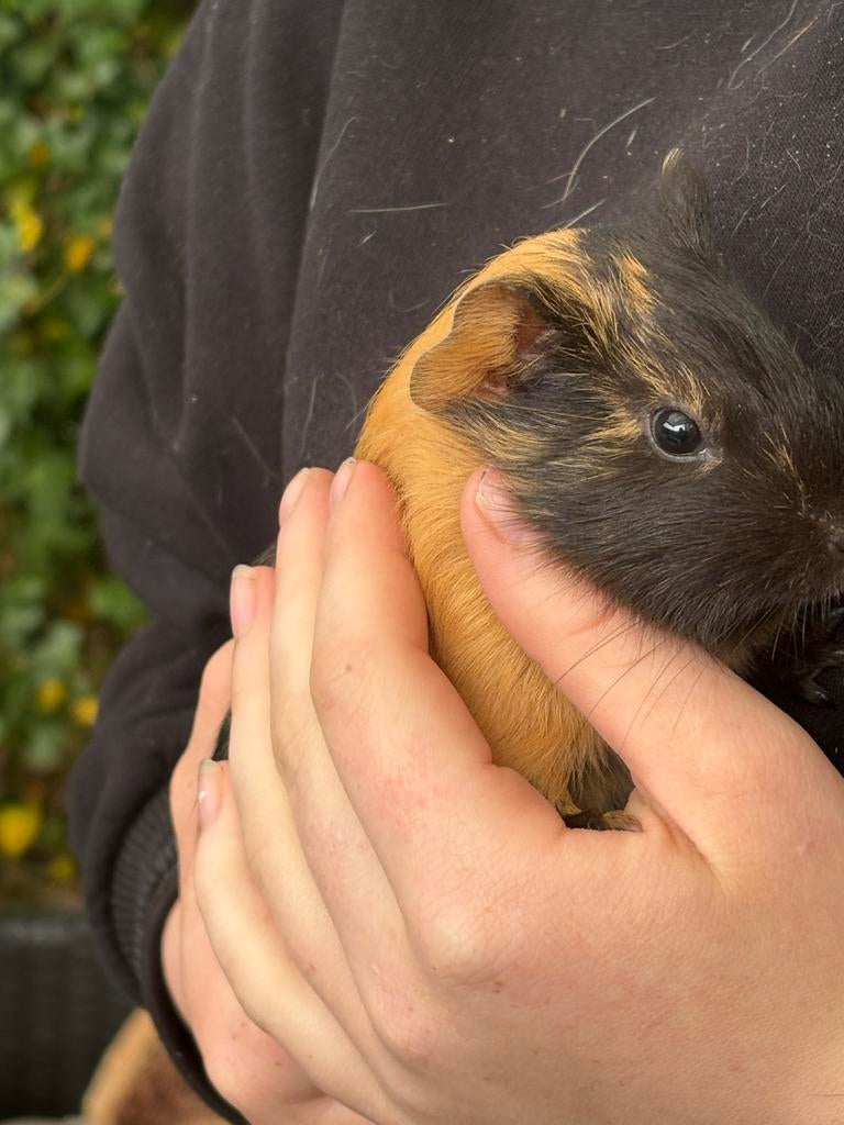 Jonge cavia’s 2 mannetjes 2 vrouwen, Maart, Meerdere dieren, Cavia