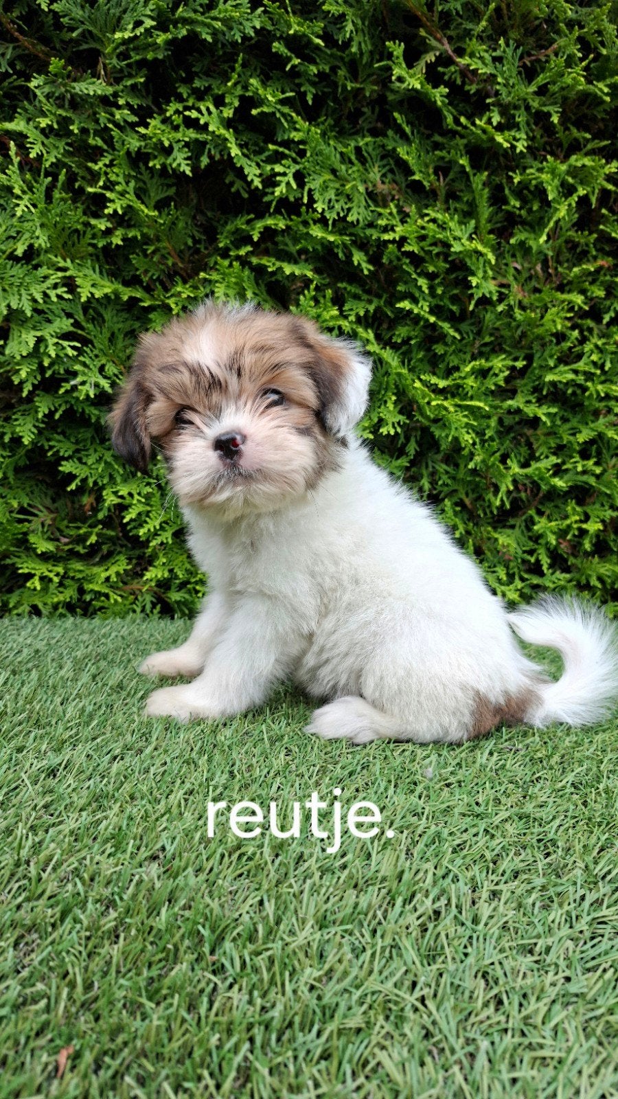 Zeer mooie speelse boomer pups., Dieren en Toebehoren, Parvo, 8 tot 15 weken, Meerdere, Nederland