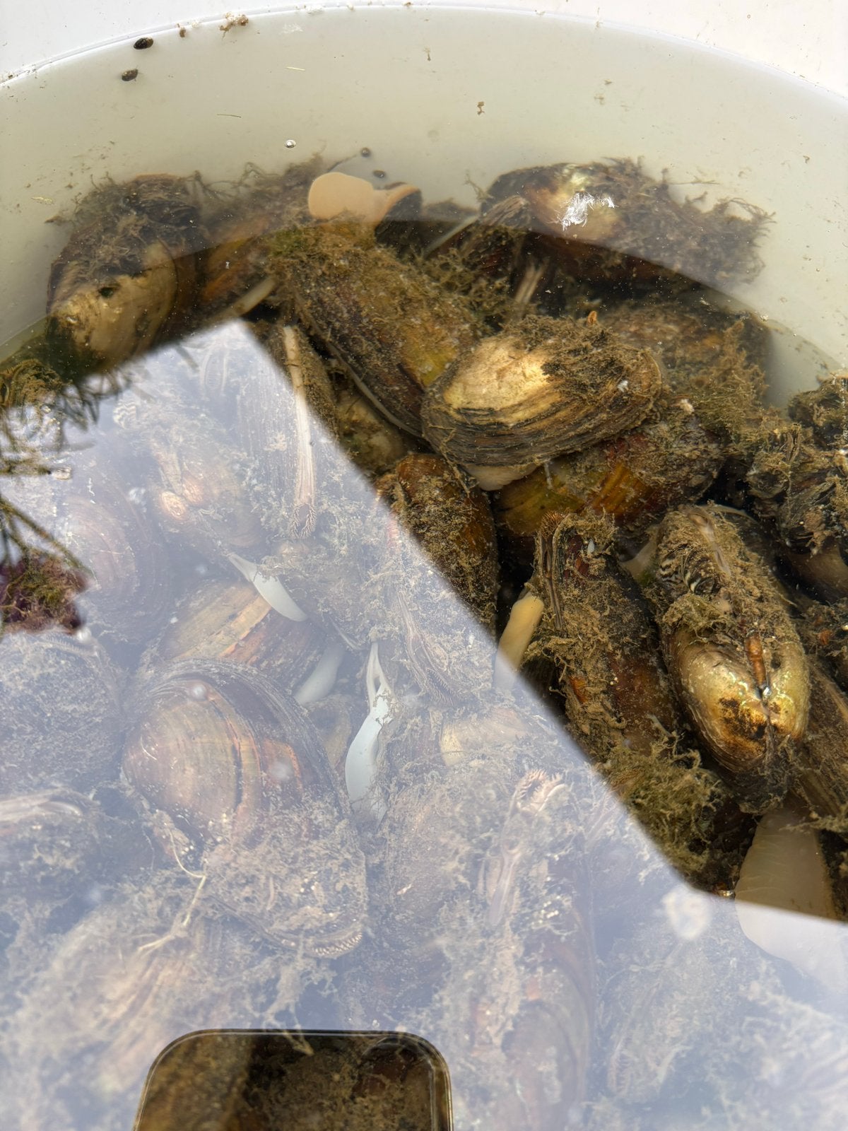 Zoetwatermosselen, Overige soorten