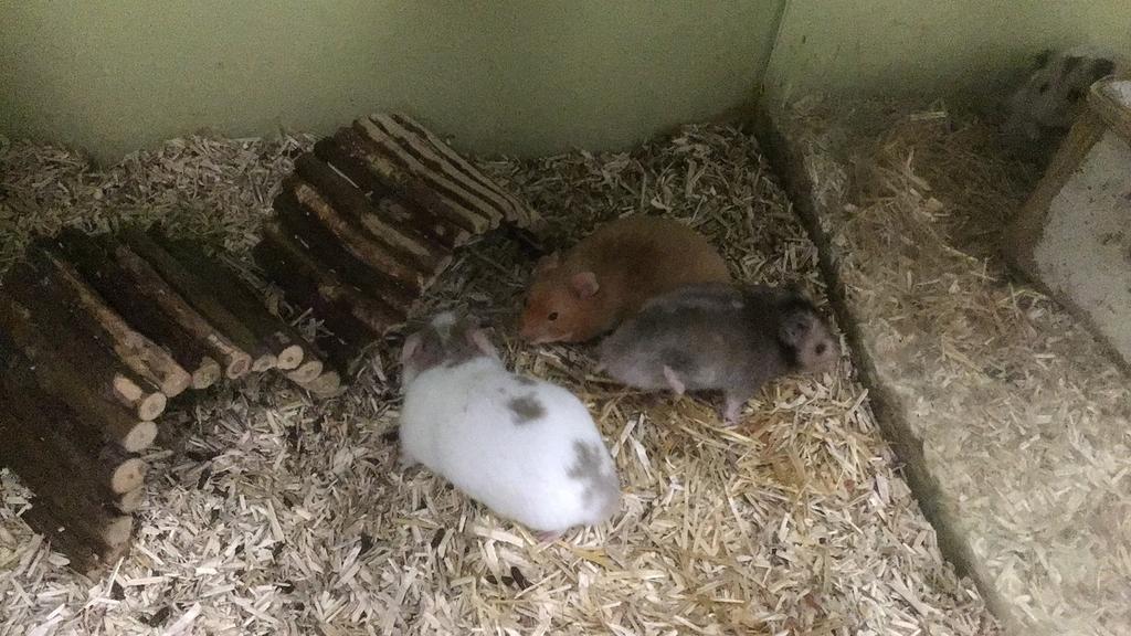 Hamsters, goudhamsters, jonge hamsters, Dieren en Toebehoren, Knaagdieren, Hamster, April, Meerdere dieren, Tam