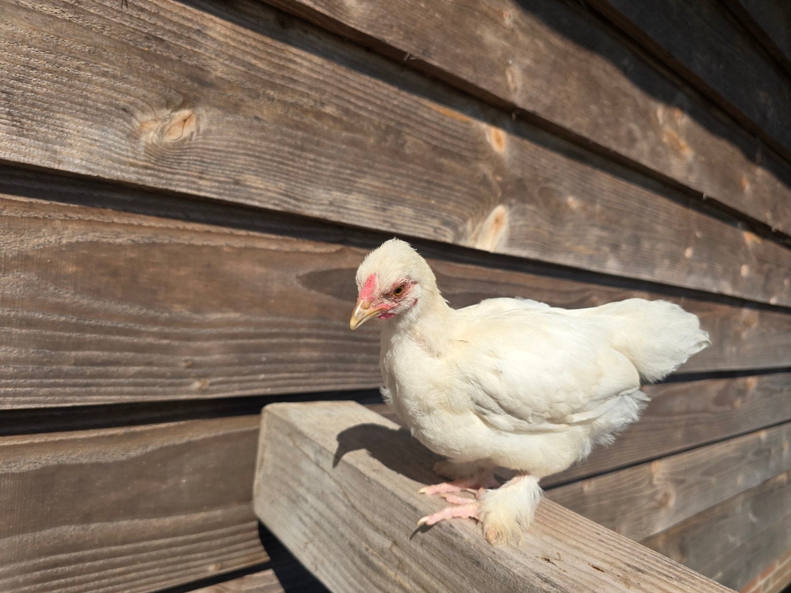 Hen, wit., Dieren en Toebehoren, Pluimvee, Vrouwelijk, Kip