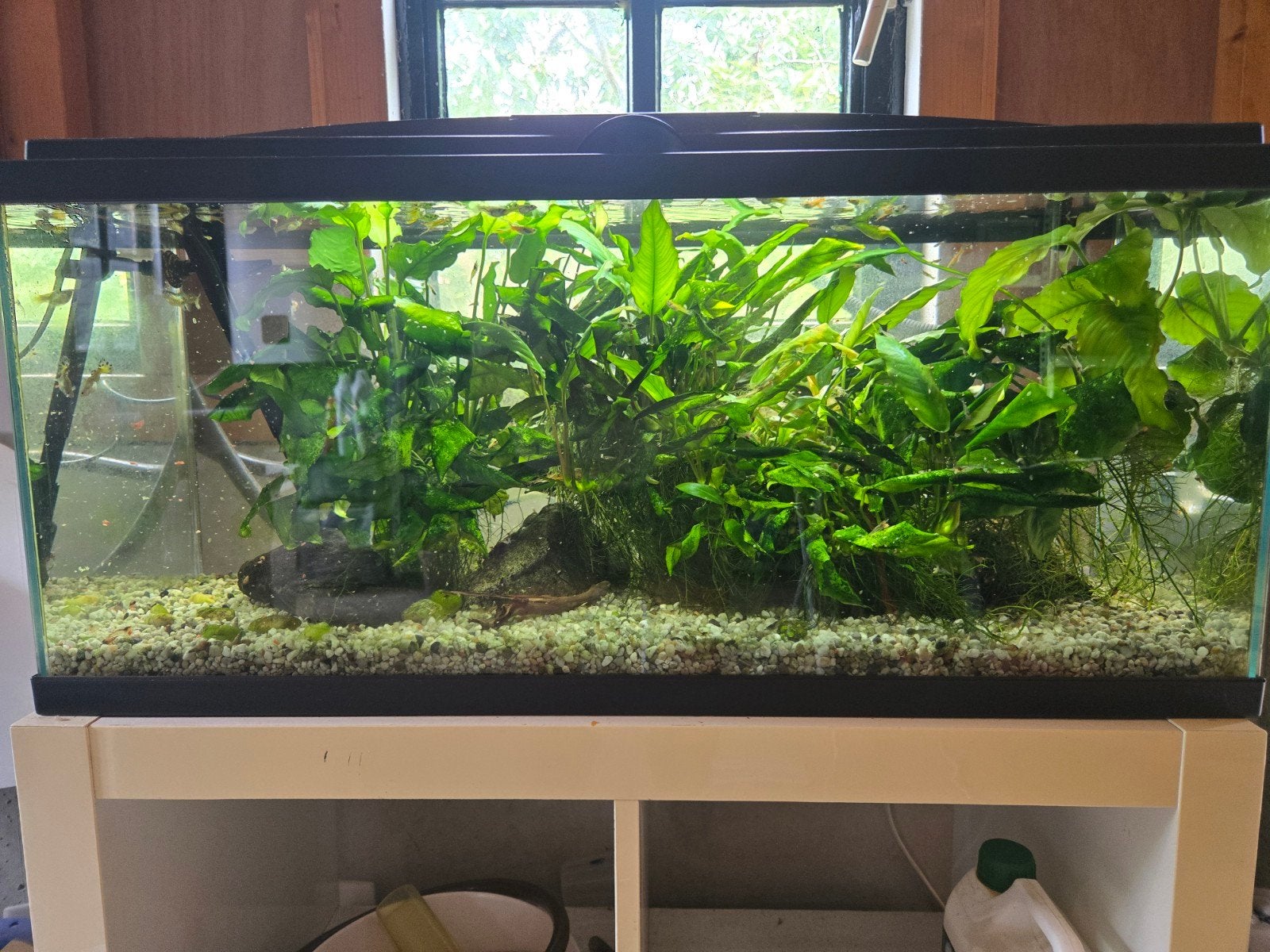 Juwel Rio 100 liter aquarium incl buitenfilter en inhoud, Ophalen, Inclusief vissen, Juwel, Gevuld zoetwateraquarium