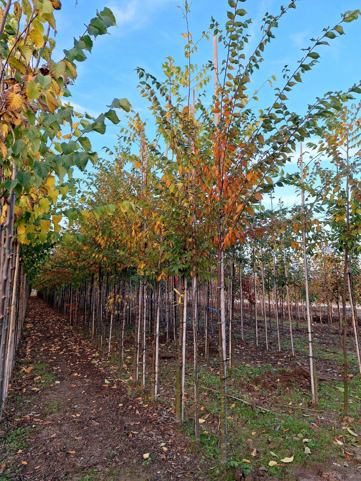 Japanse Schijniep 'Zelkova serrata' 🍀🍁, Ophalen, Bloeit niet, Halfschaduw, Overige soorten