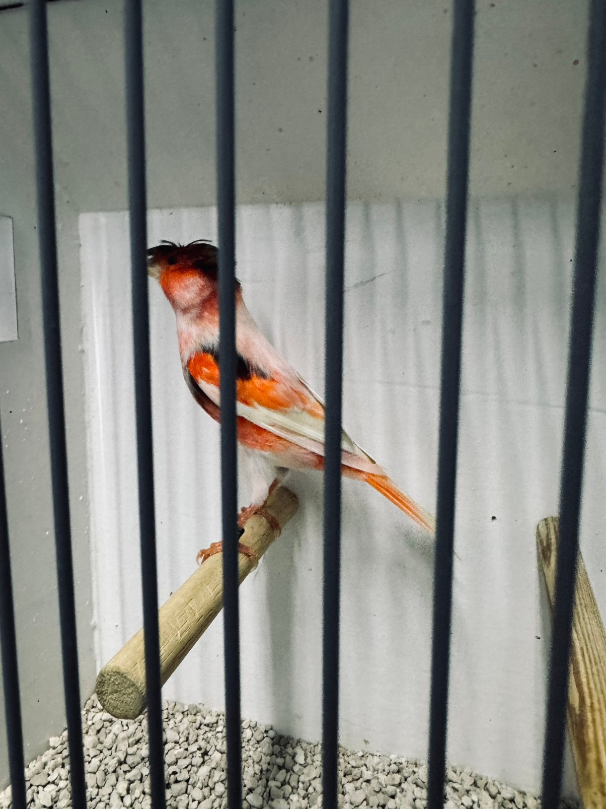 Harlekijn kanaries, Meerdere dieren, Postuurkanarie