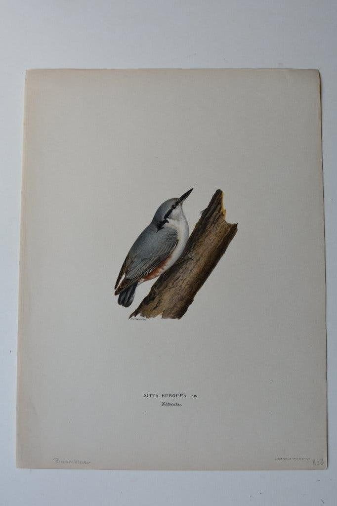BOOMKLEVER "SITTA EUROPAEA" ORIGINELE VOGEL LITHO 1929 VE5, Ophalen of Verzenden, Lithografie, Gesigneerd, Dieren en Natuur