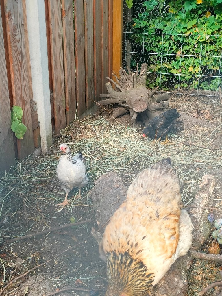 2 kuikens mix barnevelder en wyandotte, Dieren en Toebehoren, Pluimvee, Geslacht onbekend, Kip