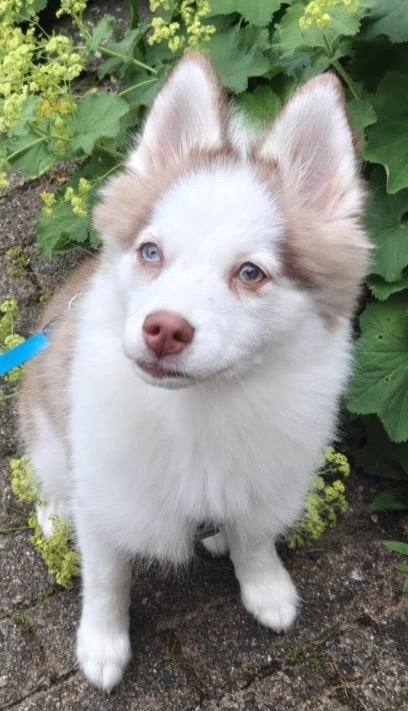 Molly de Pomsky/husky, Dieren en Toebehoren, Honden | Poolhonden, Keeshonden en Oertypen, Parvo, 15 weken tot 1 jaar, Teef, Poolhond