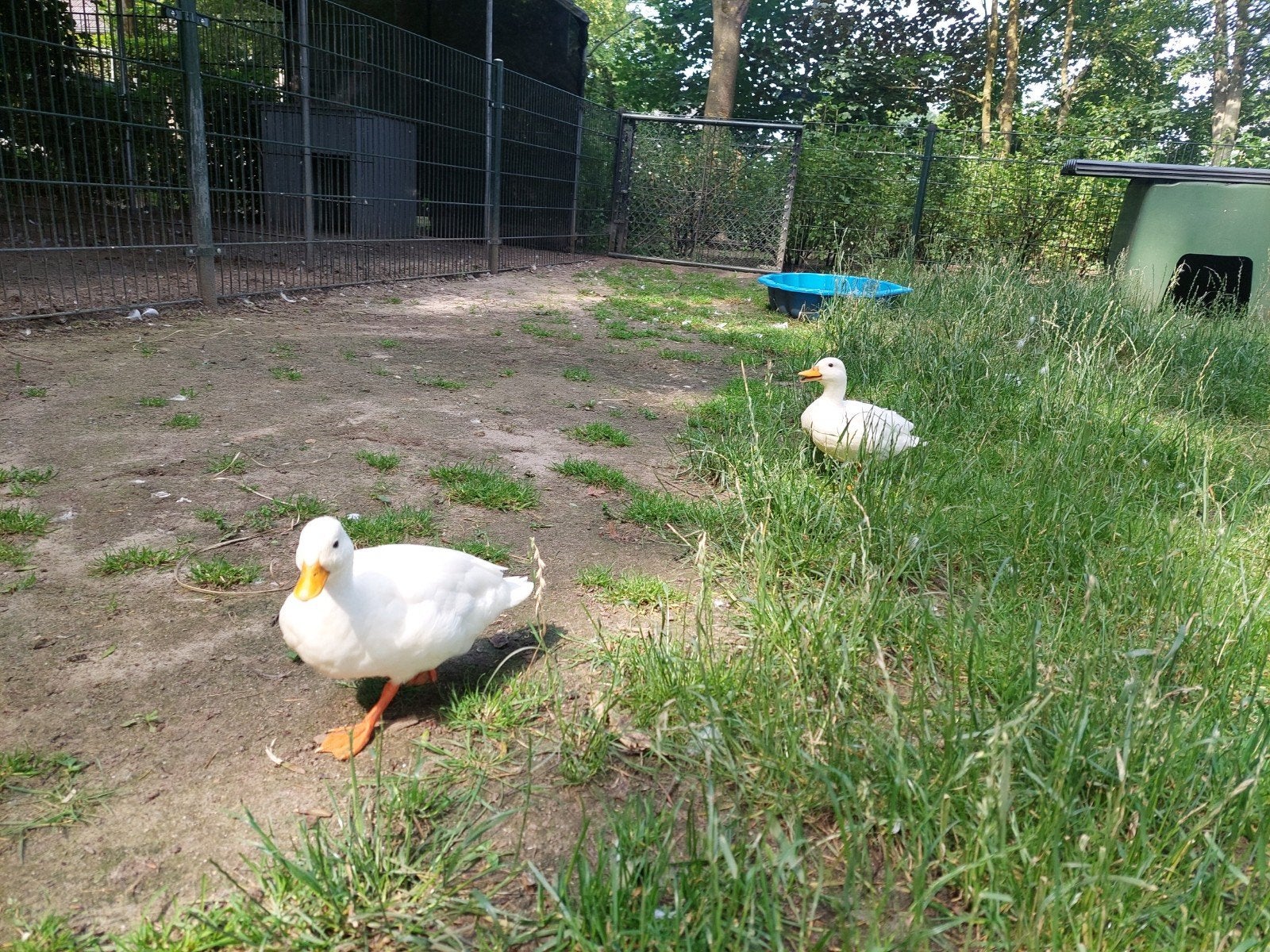Koppel witte kwaker eenden, Dieren en Toebehoren, Pluimvee, Meerdere dieren, Eend