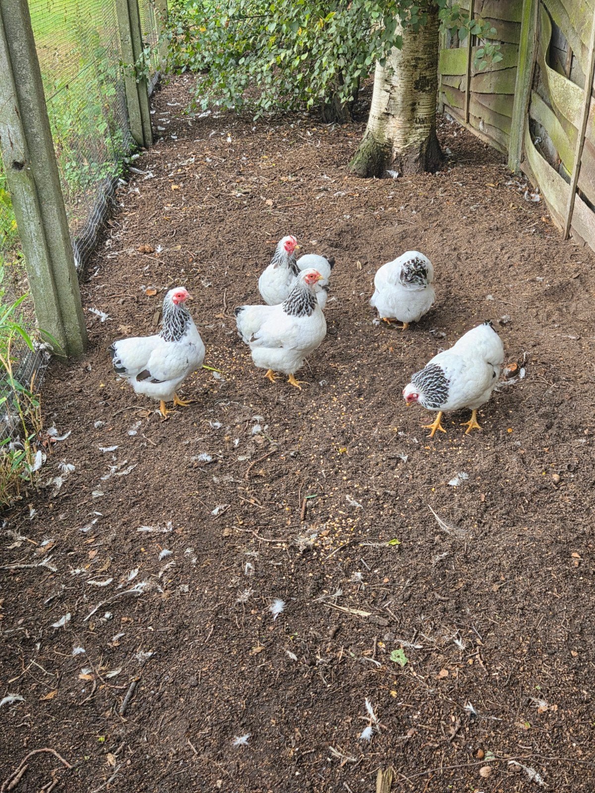 5 Wyandotte krielkippen, Dieren en Toebehoren, Pluimvee, Vrouwelijk, Kip