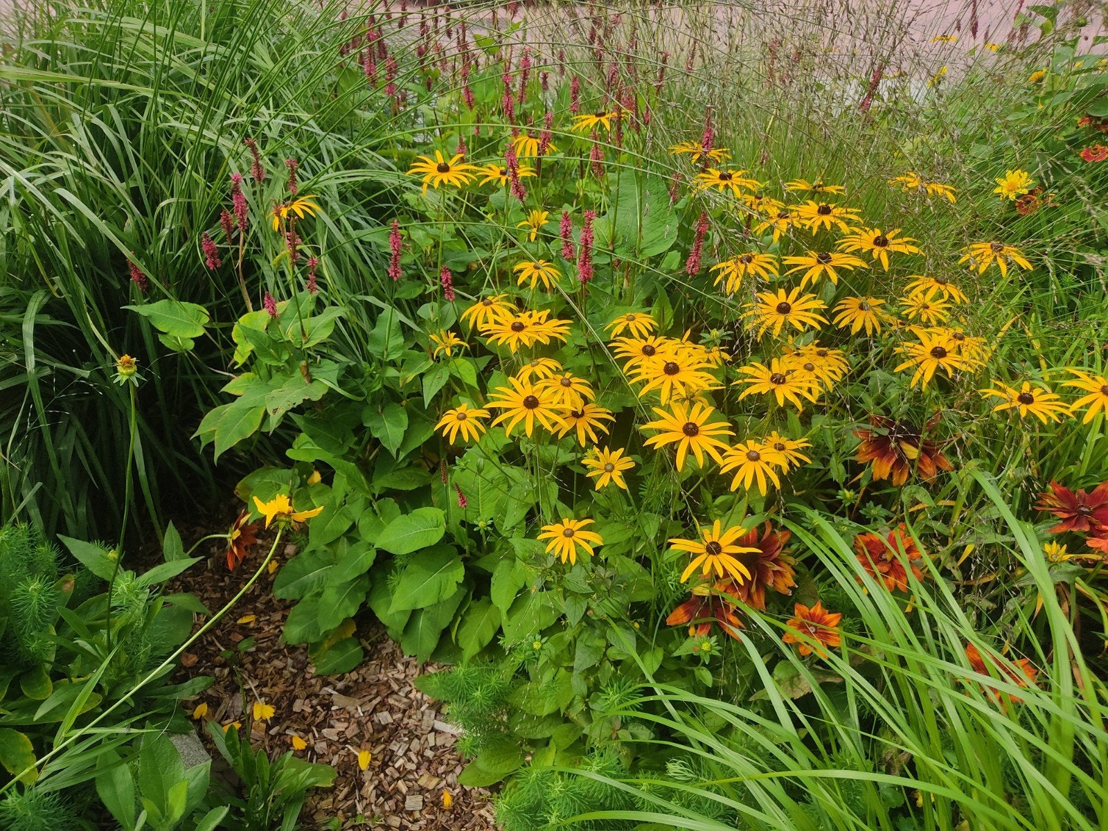 Stekjes van de Rudbeckia., Ophalen, Overige soorten, Minder dan 100 cm