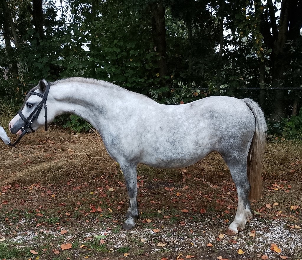 Mooie talentvolle 3 jarige  Welsh merrie met goede beweging., Dieren en Toebehoren, Pony's, Merrie, Met stamboom, A pony (tot 1.17m)